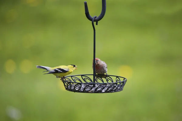 Two Finches Fighting — Stock Photo, Image