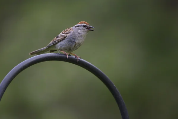 Chipping Sparrow On Watch — Stock Photo, Image