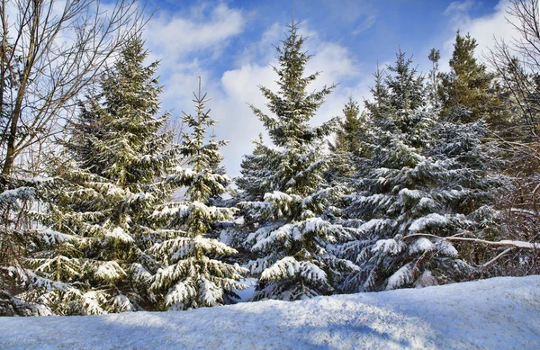 Western New York Winter — Stock Photo, Image