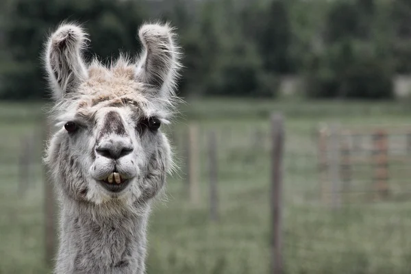 Lama Lamma Ding Dong
