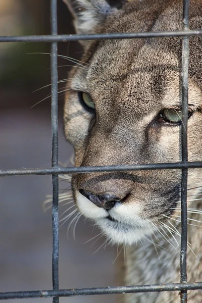 Panther im Gefängnis — Stockfoto