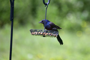 ortak grackle