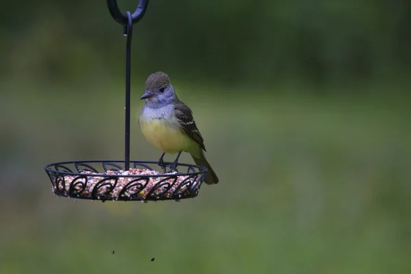 Goldfinch - Juvenile — Stock Photo, Image