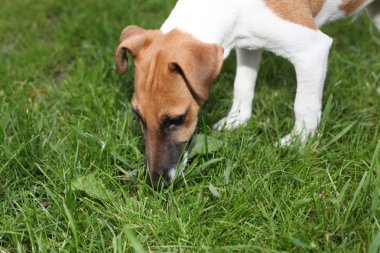 düz tilki korkunç çim