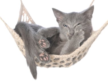 Cute gray kitten sleep in a hammock and yawns clipart