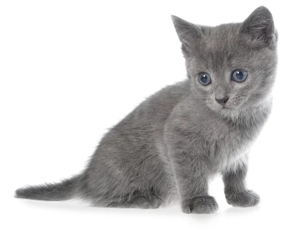 Kleine grijze korthaar kitten vergadering geïsoleerd — Stockfoto