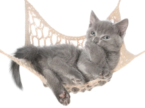 Lindo gris gatito dormir en un hamaca y bostezos —  Fotos de Stock