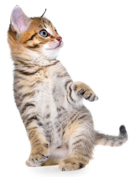 Krótkie włosy pręgowany kotek figlarny stojąc na tylnych łapach — Zdjęcie stockowe