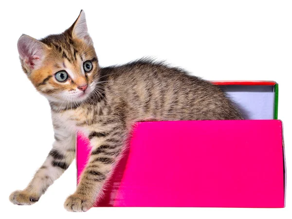 Shorthair brindled gatito oculto en una hermosa caja de regalo — Foto de Stock