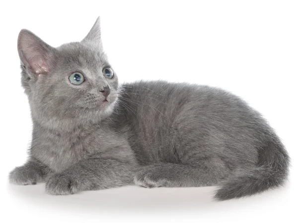 Kleine grijze korthaar kitten lay — Stockfoto