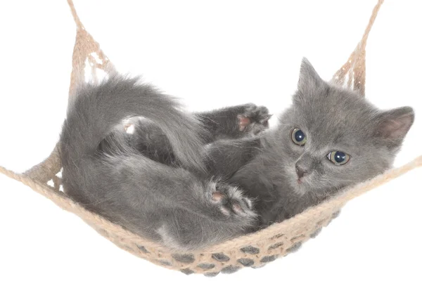 Симпатичный серый котенок в гамаке — стоковое фото