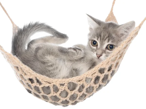 Cute striated kitten sleep in hammock — Stock Photo, Image