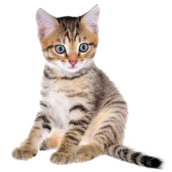 Shorthair brindled kitten — Stock Photo, Image