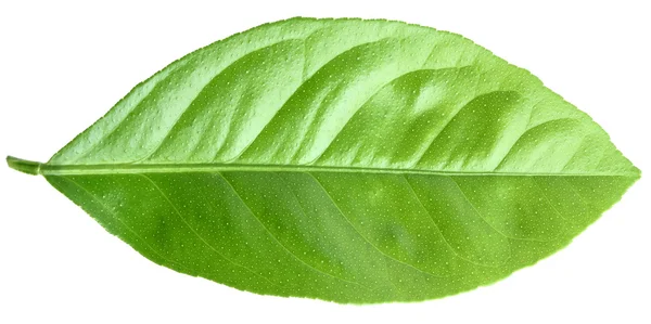 Lemon leaf close-up — Stock Photo, Image