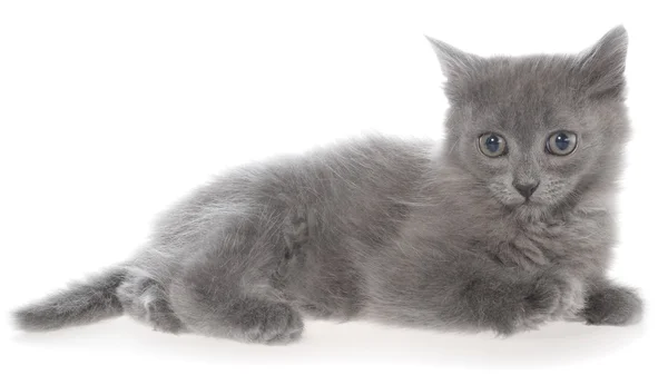 Petit chaton aux cheveux longs gris mensonge — Photo