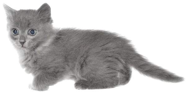 Sprallig liten kattunge isolerade — Stockfoto