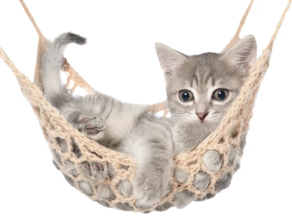 Cute striated kitten sleeping in hammock — Stock Photo, Image