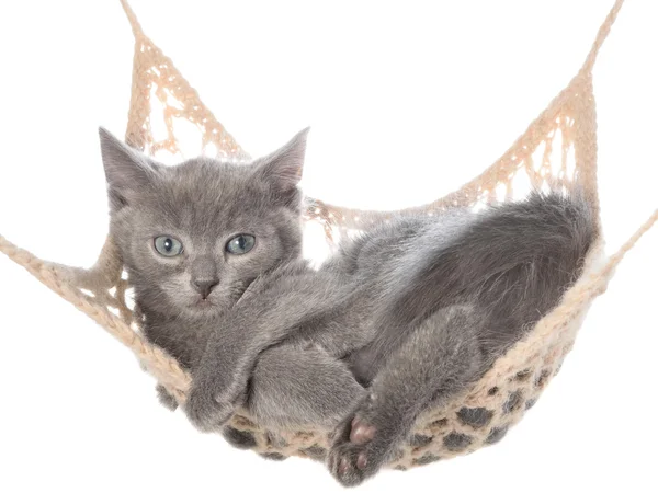 Cute gray kitten lay in hammock — Stock Photo, Image