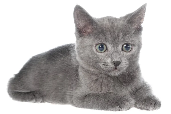 Pequeño gris taquigrafía gatito lay —  Fotos de Stock