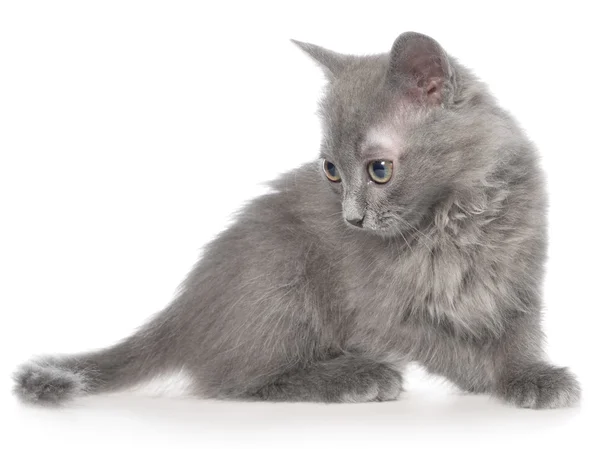 Rozbrykany mały kotek — Zdjęcie stockowe