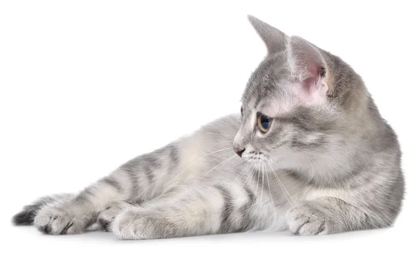 Britânico abreviatura tabby gatinho leigos isolado — Fotografia de Stock