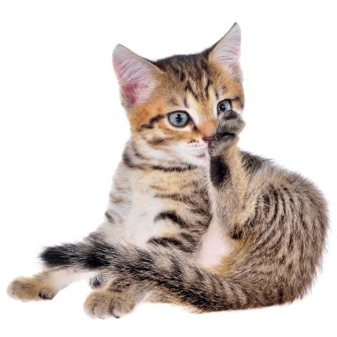 Stenografi brindled kedi yavrusu yatıyordu