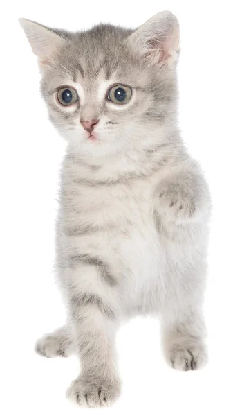 Britisch kurzhaar gestromt kitten funny — Stockfoto