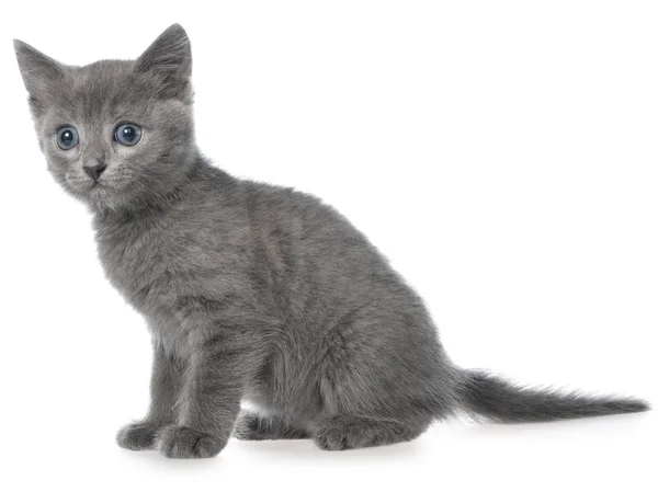 Malé šedé krátké vlasy kotě sedící — Stock fotografie