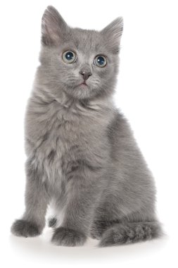 oturan küçük gri stenografi kedi