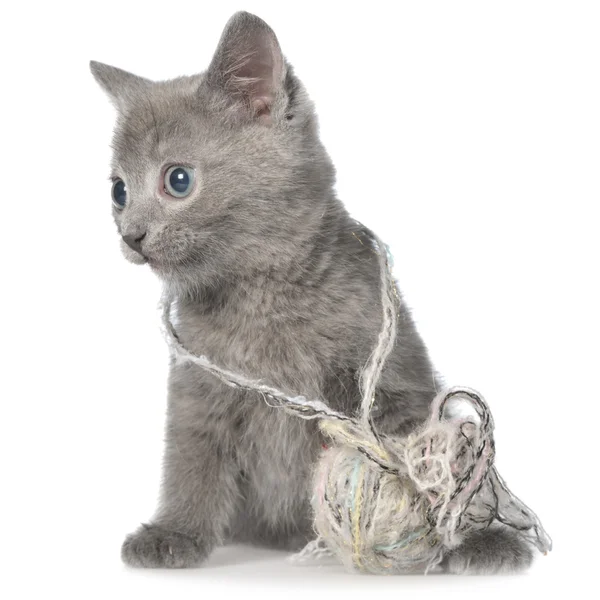 Small gray shorthair kitten lay and plays with ball of yarn — Stock Photo, Image