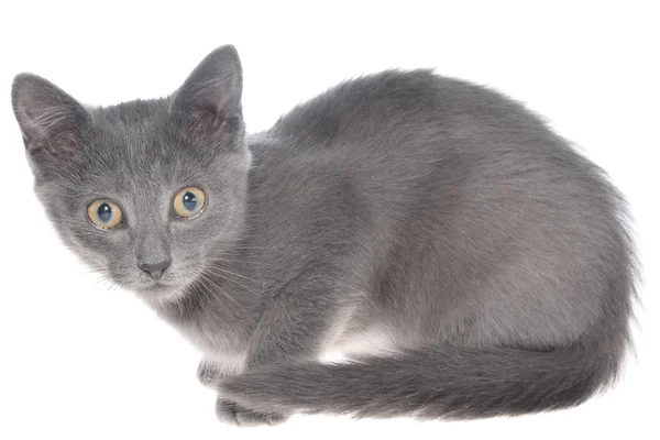 Маленька сіра короткошерста кошеня лежить — стокове фото