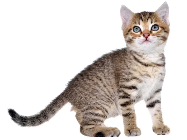 Shorthair brindled kitten crawling sneaking — Stock Photo, Image