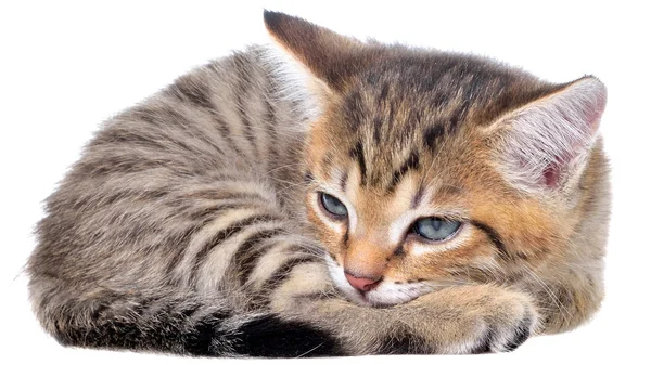 Kort hår är brindle kattunge sömn — Stockfoto