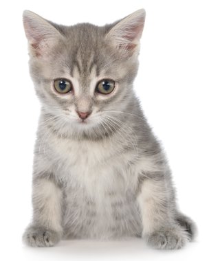Oturan Britanya ile ilgili stenografi tabby yavru kedi