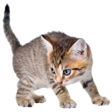 Sinsi sürünerek stenografi brindled yavru kedi