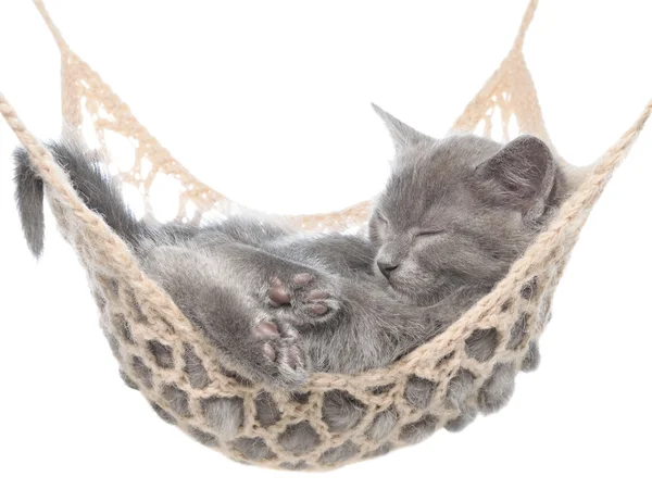 Carino gattino grigio dormire in amaca — Foto Stock