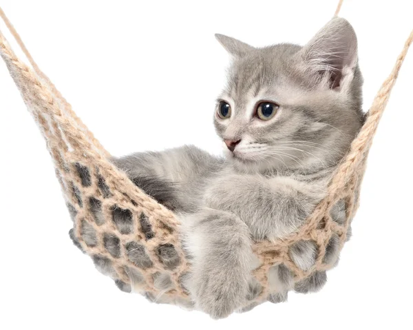 Söt tvärstrimmig kattunge sova i hängmatta — Stockfoto