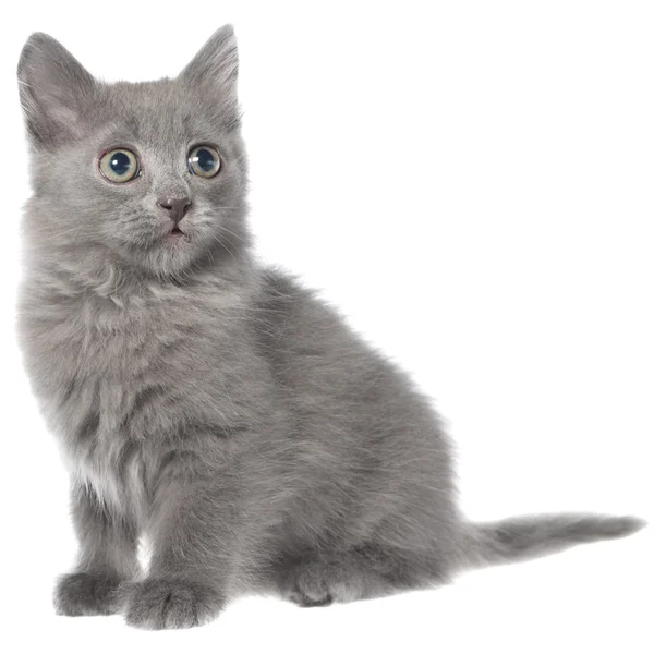 Kleine grijze langharige kitten zitten — Stockfoto