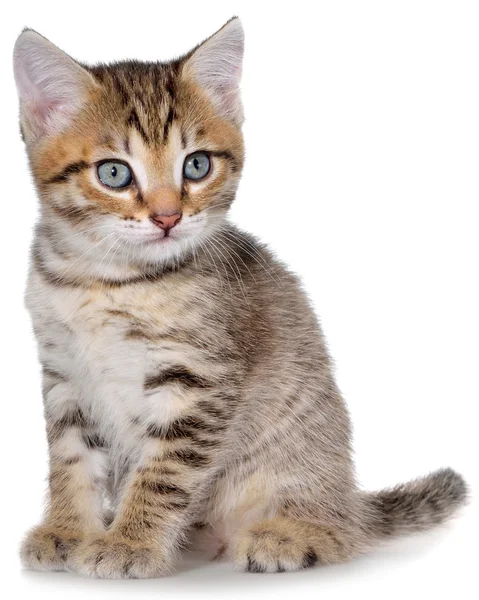 De bonte kitten korthaar — Stockfoto