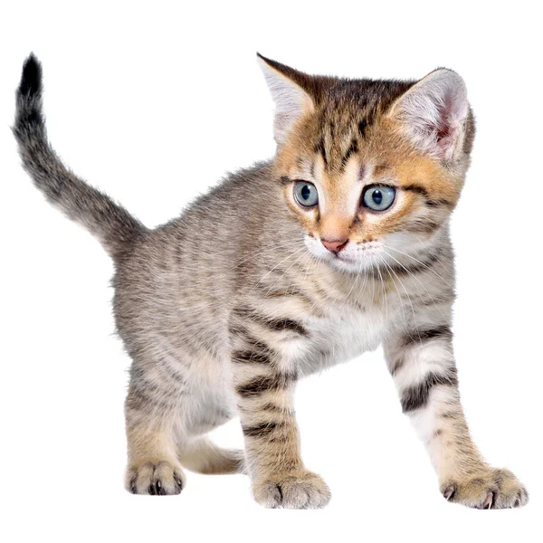 Shorthair brindled kitten crawling sneaking — Stock Photo, Image