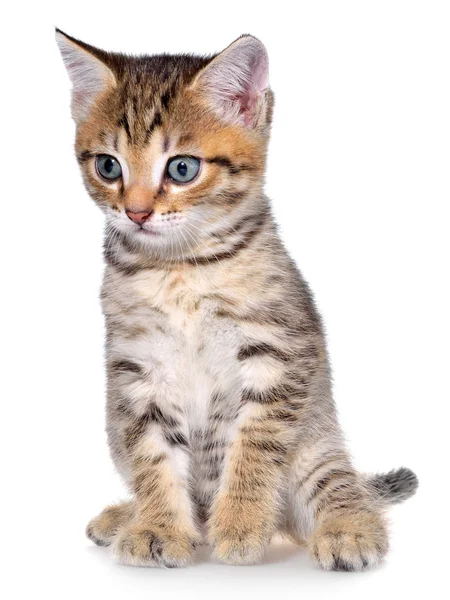 ショートヘアぶち子猫 — ストック写真