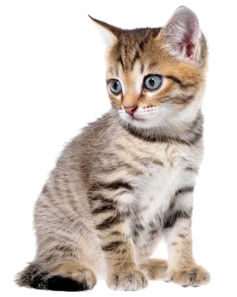 De bonte kitten korthaar — Stockfoto