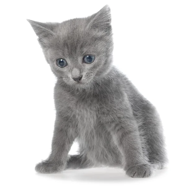 Piccolo gattino stenografia grigio seduto isolato — Foto Stock