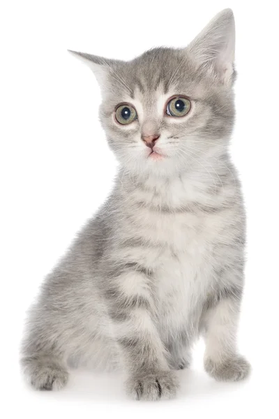 Británico taquigrafía tabby gatito sentado —  Fotos de Stock