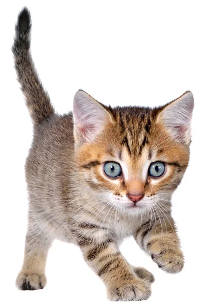 Короткохвостый котенок ползает, подкрадываясь — стоковое фото