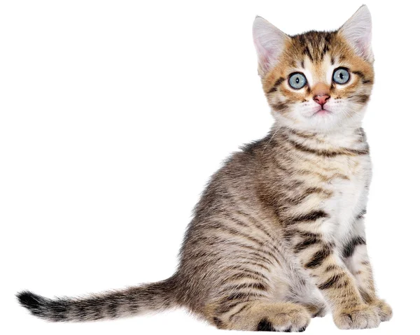 Korthår brindled kattunge sitter — Stockfoto