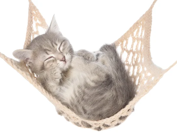 Cute striated kitten sleeping in hammock — Stock Photo, Image