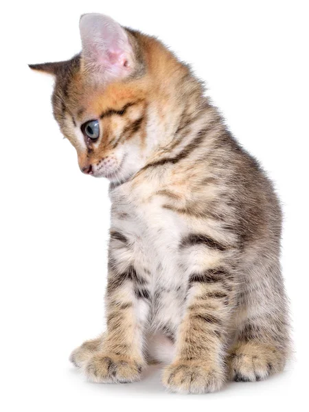 Kurzhaar gestromt Kätzchen sitzend — Stockfoto