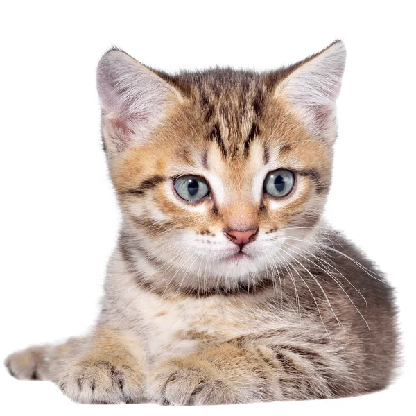 Cabello corto brindle gatito lay —  Fotos de Stock