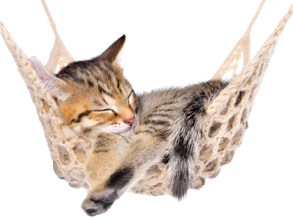 Short Hair brindle kitten sleep in hammock — Stock Photo, Image